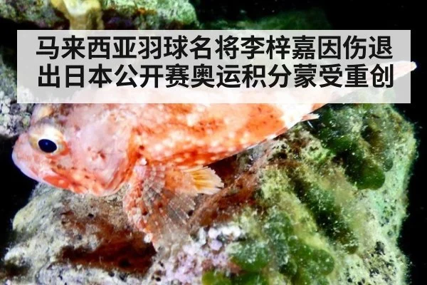 马来西亚羽球名将李梓嘉因伤退出日本公开赛奥运积分蒙受重创